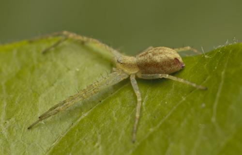 Philodromus sp.